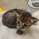 Savannah F-6SBT BST female DOB 3-10-23