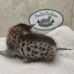 Savannah F-6SBT BST female DOB 3-10-23