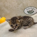 Savannah F-6SBT BST female DOB 3-10-23