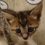 Savannah F-6SBT BST female DOB 3-10-23