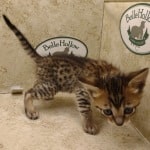 Savannah F-6SBT BST female DOB 3-10-23