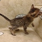 Savannah F-6SBT BST female DOB 3-10-23