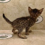 Savannah F-6SBT BST female DOB 3-10-23