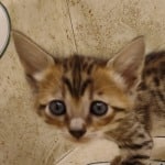 Savannah F-6SBT BST female DOB 3-10-23