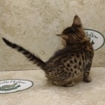 Savannah F-6SBT BST female DOB 3-10-23