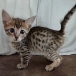 Savannah F-6SBT BST female DOB 3-10-23