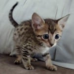 Savannah F-6SBT BST female DOB 3-10-23