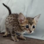 Savannah F-6SBT BST female DOB 3-10-23