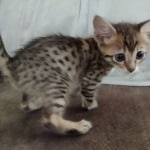 Savannah F-6SBT BST female DOB 3-10-23