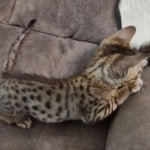 Savannah F-6SBT BST female DOB 3-10-23