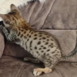 Savannah F-6SBT BST female DOB 3-10-23