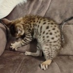 Savannah F-6SBT BST female DOB 3-10-23