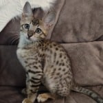 Savannah F-6SBT BST female DOB 3-10-23