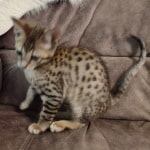 Savannah F-6SBT BST female DOB 3-10-23