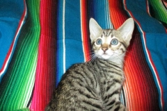 Savannah, F-6SBT. BST, Female DOB 3/30/18