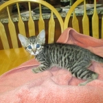 Savannah, F-6SBT, Female, Brown Spotted, 3-30-18