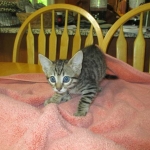 Savannah, F-6SBT, Female, Brown Spotted, 3-30-18