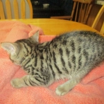 Savannah, F-6SBT, Female, Brown Spotted, 3-30-18