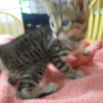 Savannah, F-6SBT, Female, Brown Spotted, 3-30-18