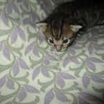 Savannah, F-6SBT, Female, Brown Spotted, 3-30-18