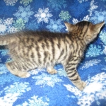 Savannah, F-6SBT, Female, Brown Spotted, 3-30-18