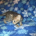 Savannah, F-6SBT, Female, Brown Spotted, 3-30-18