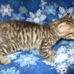 Savannah, F-6SBT, Female, Brown Spotted, 3-30-18