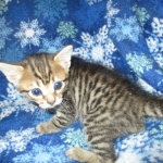 Savannah, F-6SBT, Female, Brown Spotted, 3-30-18