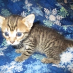 Savannah, F-6SBT, Female, Brown Spotted, 3-30-18