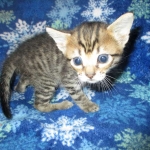 Savannah, F-6SBT, Female, Brown Spotted, 3-30-18