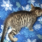 Savannah, F-6SBT, Female, Brown Spotted, 3-30-18