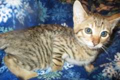 Savannah, F-6SBT, BST Female, DOB 9-19-17