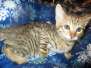 Savannah, F-6SBT, BST Female, DOB 9-19-17