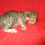 Savannah, F-6SBT, BST Female DOB 9-19-17