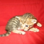 Savannah, F-6SBT, BST Female DOB 9-19-17