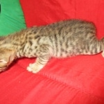 Savannah, F-6SBT, BST Female DOB 9-19-17