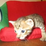 Savannah, F-6SBT, BST Female DOB 9-19-17