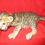 Savannah, F-6SBT, BST Female DOB 9-19-17