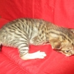 Savannah, F-6SBT, BST Female DOB 9-19-17