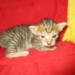 Savannah, F-6SBT, BST Female DOB 9-19-17