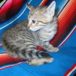 Savannah, F-6SBT, BST Female DOB 9-19-17