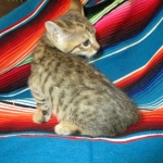 Savannah, F-6SBT, BST Female DOB 9-19-17