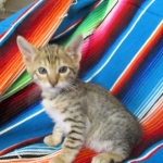 Savannah, F-6SBT, BST Female DOB 9-19-17