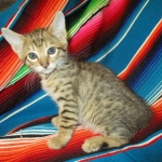 Savannah, F-6SBT, BST Female DOB 9-19-17