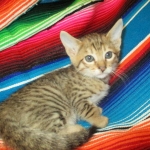 Savannah, F-6SBT, BST Female DOB 9-19-17