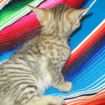 Savannah, F-6SBT, BST Female DOB 9-19-17