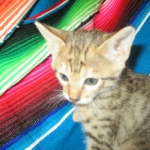 Savannah, F-6SBT, BST Female DOB 9-19-17