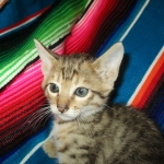 Savannah, F-6SBT, BST Female DOB 9-19-17