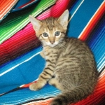 Savannah, F-6SBT, BST Female DOB 9-19-17