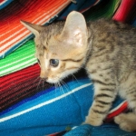 Savannah, F-6SBT, BST Female DOB 9-19-17